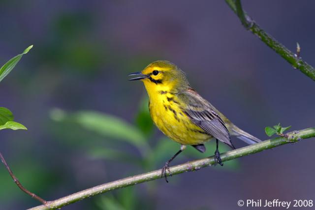 Prairie Warbler