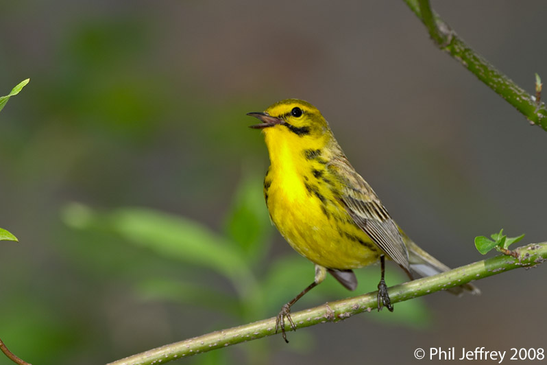 Prairie Warbler