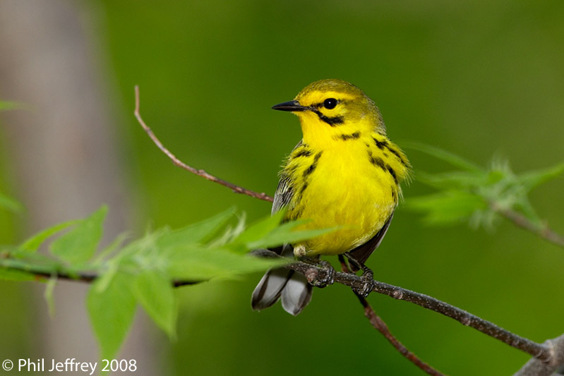 Prairie Warbler