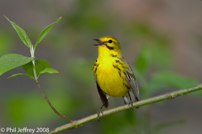 Prairie Warbler
