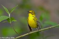 Prairie Warbler