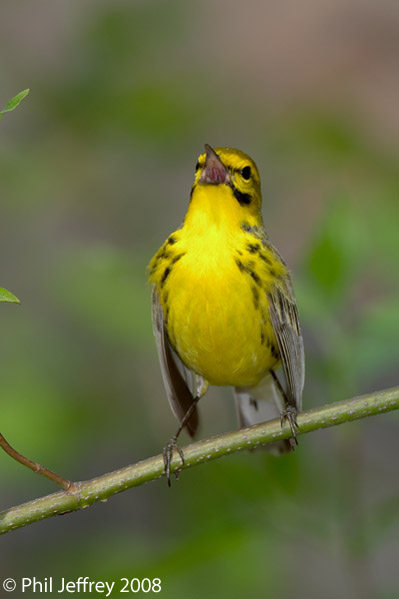 Prairie Warbler