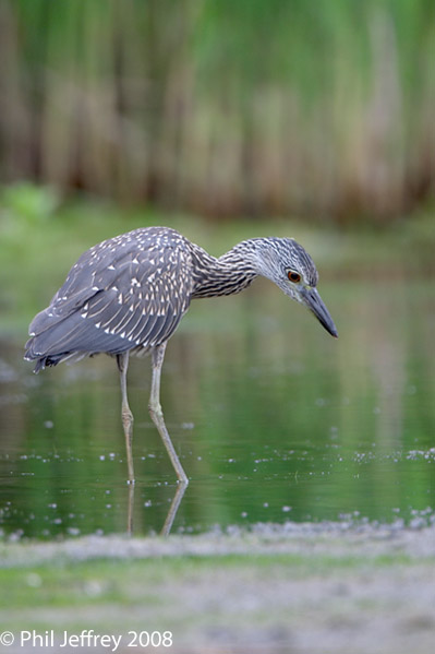 Yellow-crowned Night-Heron