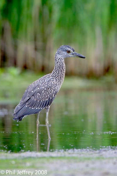 Yellow-crowned Night-Heron