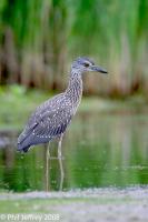 Yellow-crowned Night-Heron