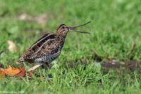 Wilson's Snipe