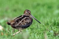 Wilson's Snipe