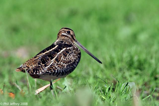 Wilson's Snipe