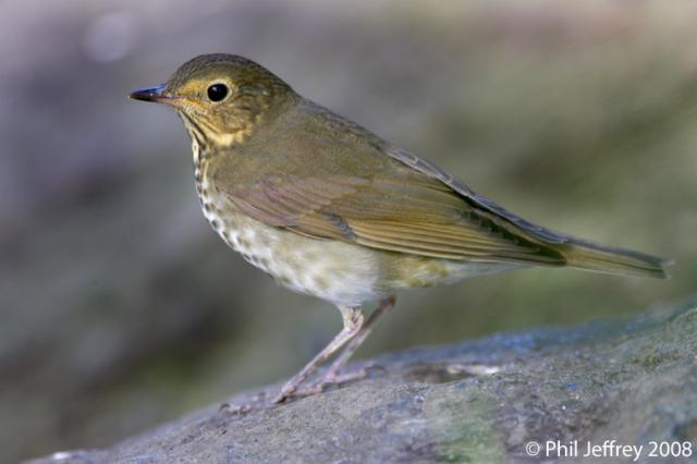 Swainson's Thrush