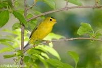 Wilson's Warbler