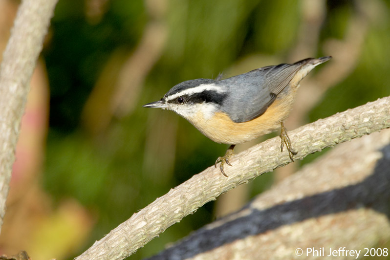Red-breasted Nuthatch