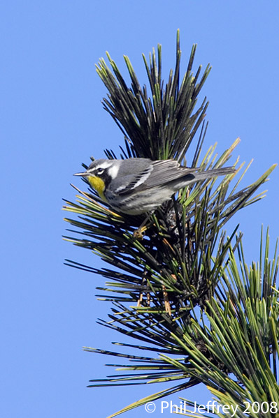 Yellow-throated Warbler
