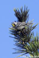 Yellow-throated Warbler