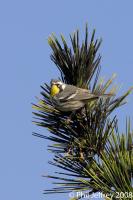 Yellow-throated Warbler