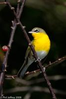 Yellow-breasted Chat