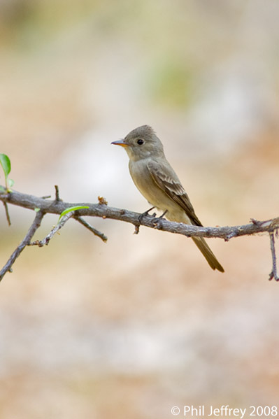 Western Wood-Pewee