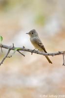 Western Wood-Pewee