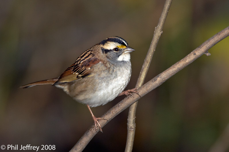 White-throated Sparrow