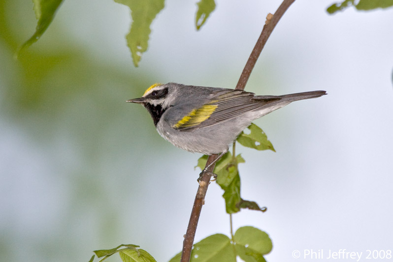 Golden-winged Warbler