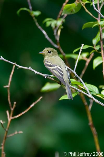 Yellow-bellied Flycatcher