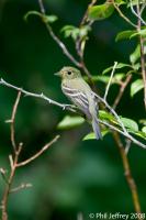 Yellow-bellied Flycatcher