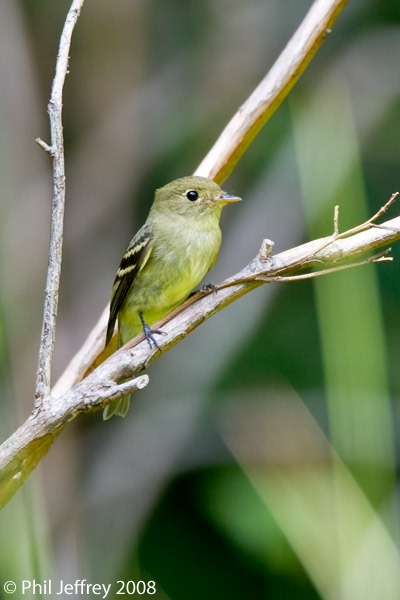 Yellow-bellied Flycatcher