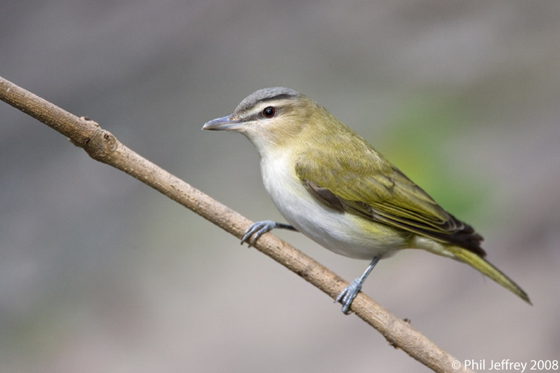 Red-eyed Vireo