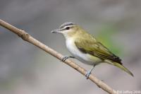 Red-eyed Vireo