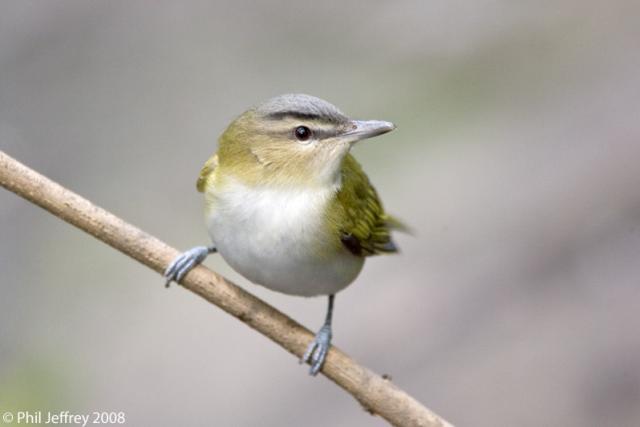 Red-eyed Vireo