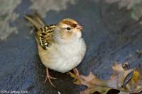 White-crowned Sparrow