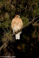 Red-shouldered Hawk
