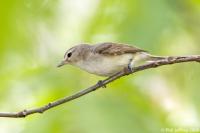 Warbling Vireo