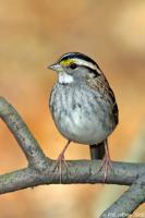 White-throated Sparrow