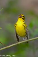 Prairie Warbler