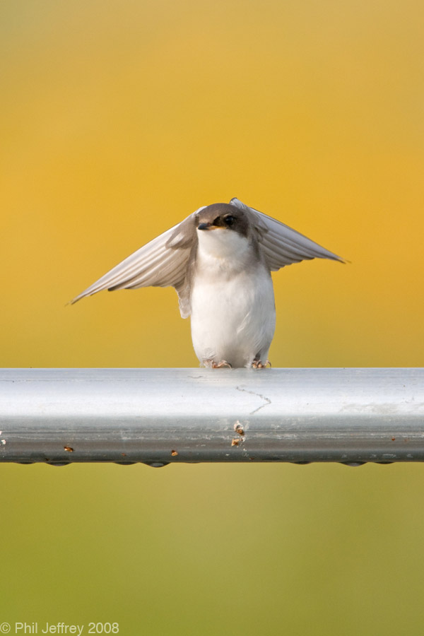 Tree Swallow