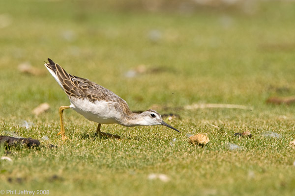 Wilson's Phalarope