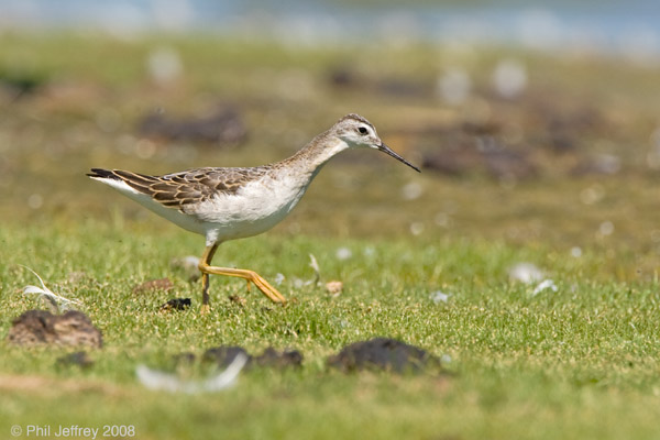 Wilson's Phalarope