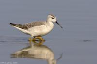 Wilson's Phalarope