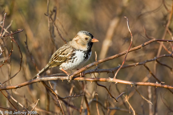 Harris's Sparrow