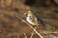 Harris's Sparrow