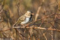 Harris's Sparrow