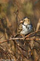 Harris's Sparrow