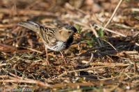 Harris's Sparrow
