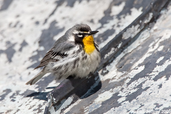 Yellow-throated Warbler