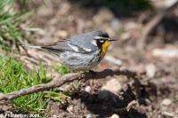 Yellow-throated Warbler