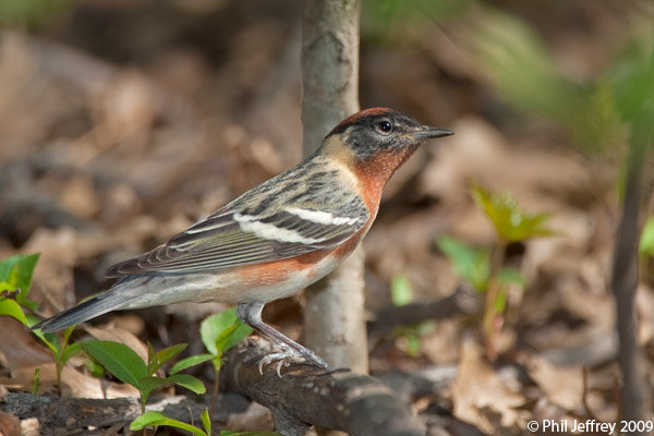 Bay-breasted Warbler