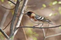 Bay-breasted Warbler