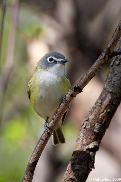 Blue-headed Vireo