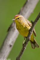 Palm Warbler