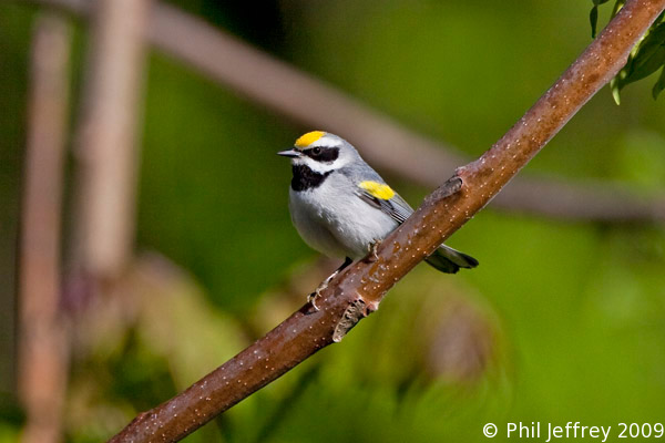 Golden-winged Warbler